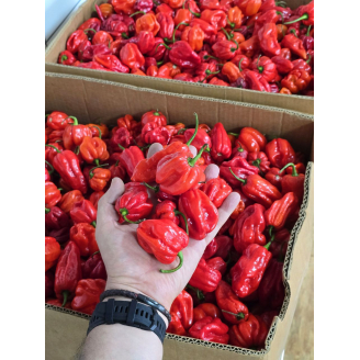 Перець Хабанеро червоний свіжий 500 г
